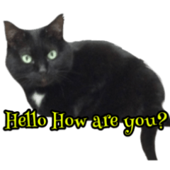 [LINEスタンプ] 黒猫のくまちゃん 丁寧日常会話