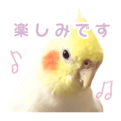 [LINEスタンプ] 【実写】オカメインコの日常