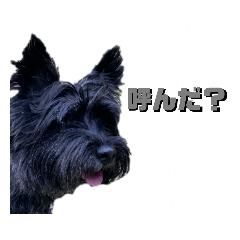 [LINEスタンプ] 使いどころが限られている犬たち