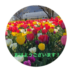 [LINEスタンプ] kinko 春バージョン3