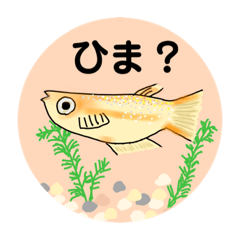 [LINEスタンプ] 使いやすい キラキラメダカくん めだか