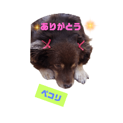 [LINEスタンプ] コト スタンプ