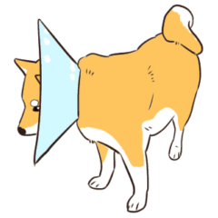 [LINEスタンプ] 柴犬きなこのスタンプ part3