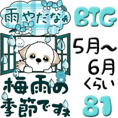 [LINEスタンプ] 【Big】シーズー犬 81『梅雨＆青色系』の画像（メイン）