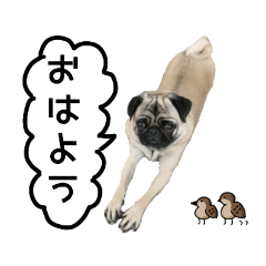 [LINEスタンプ] パグさんスタンプ