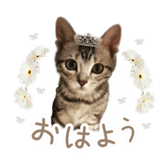 [LINEスタンプ] ねこちゃんのスタンプ ฅ"
