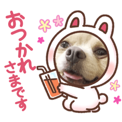 [LINEスタンプ] 犬好きさんに☆こじももスタンプ