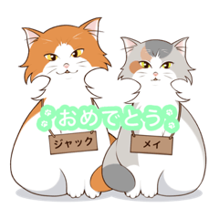 [LINEスタンプ] イタガキ家ネコ。