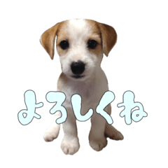 [LINEスタンプ] ジャックのあぐちゃん2