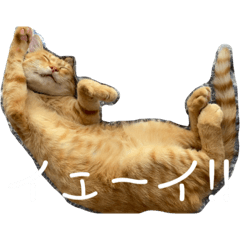 [LINEスタンプ] くつろぐのら猫たち