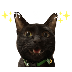[LINEスタンプ] 我が家の黒猫ジジさん