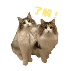 [LINEスタンプ] ノルウェージャンのレオとティナ