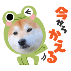 [LINEスタンプ] 豆助でーーす