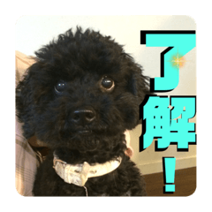 [LINEスタンプ] 小柳家いっぬ