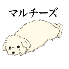 [LINEスタンプ] マルチーズと愉快な仲間たち