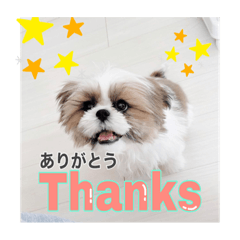 [LINEスタンプ] おてんばしーちゃん2