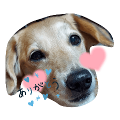 [LINEスタンプ] 愛犬モモスタンプ ①