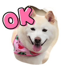 [LINEスタンプ] 柴犬(白色)のスタンプ