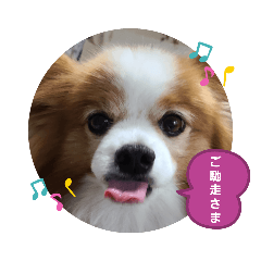 [LINEスタンプ] ぱぴぱぴパピヨン72