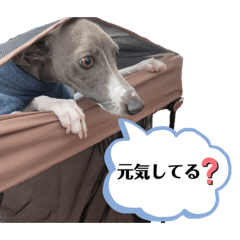 [LINEスタンプ] イタグレのおさら