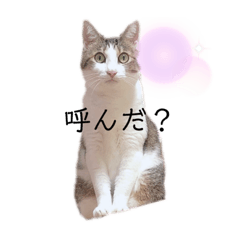 [LINEスタンプ] 猫のももちゃんのスタンプ