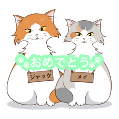 [LINEスタンプ] イタガキ家ネコ