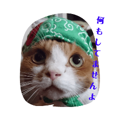 [LINEスタンプ] ねこねこねこねこねこねこねこがいっぱい