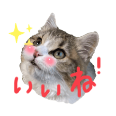 [LINEスタンプ] 猫のアズキちゃん