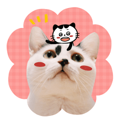 [LINEスタンプ] 猫のミルクちゃん