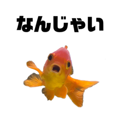 [LINEスタンプ] 上がる 金魚のちょーすけ