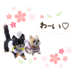 [LINEスタンプ] チャイ♡ソイ②