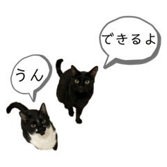 [LINEスタンプ] 同意や励まし猫