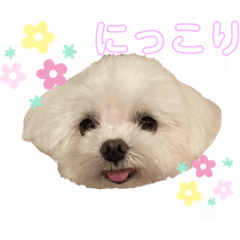 [LINEスタンプ] ステキなわんこたちのスタンプ