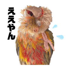 [LINEスタンプ] ウロコインコのうりPart 5