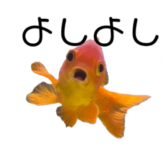 [LINEスタンプ] 上がる 金魚のラブリー❤️❤️ ちょーすけ