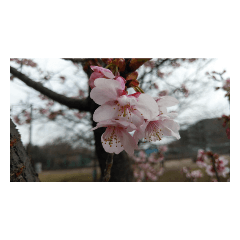 [LINEスタンプ] 花華写真川津桜しだれ桜春季節ソメイヨシノ