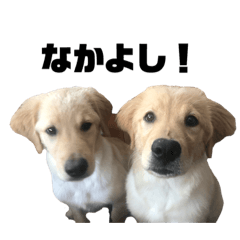 [LINEスタンプ] コア＆三四郎No5 ハワイの馬之助