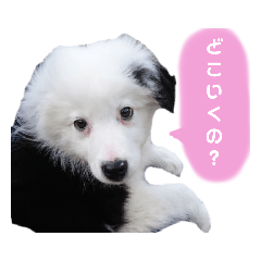 [LINEスタンプ] ボーダーコリー宇多喜白3