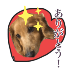 [LINEスタンプ] いぬたちだち