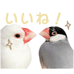 [LINEスタンプ] 【実写】文鳥の日常スタンプ