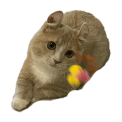 [LINEスタンプ] 可愛いキンカローちゃん