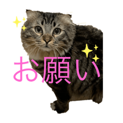 [LINEスタンプ] まやこきフリーダムスタンプ