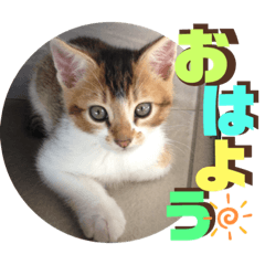 [LINEスタンプ] りずむ＆ココvol.3