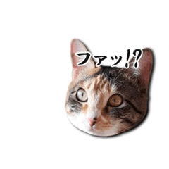 [LINEスタンプ] 一般的によく使われるワード