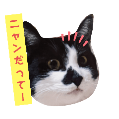 [LINEスタンプ] 白黒にゃん語にゃの画像（メイン）