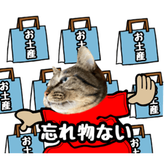 [LINEスタンプ] 猫(キジトラ)日常で使える可愛いスタンプ7