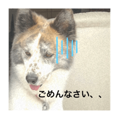 [LINEスタンプ] いぬのちょこさん。