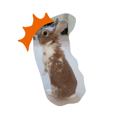 [LINEスタンプ] うさぎのラナ
