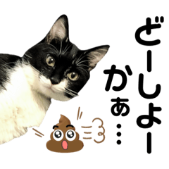 [LINEスタンプ] 保護猫ライトくんの日常スタンプ。