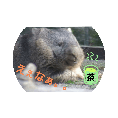 [LINEスタンプ] かわいいウォンバット